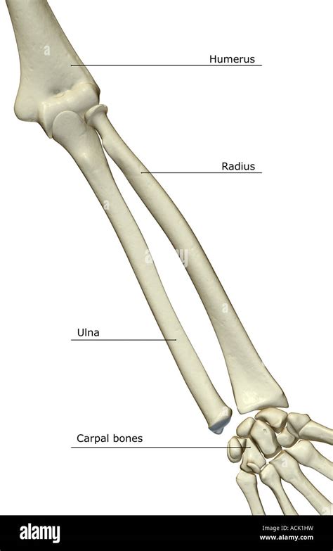 thigh pics|the outer and shorter bone of the human forearm (6.